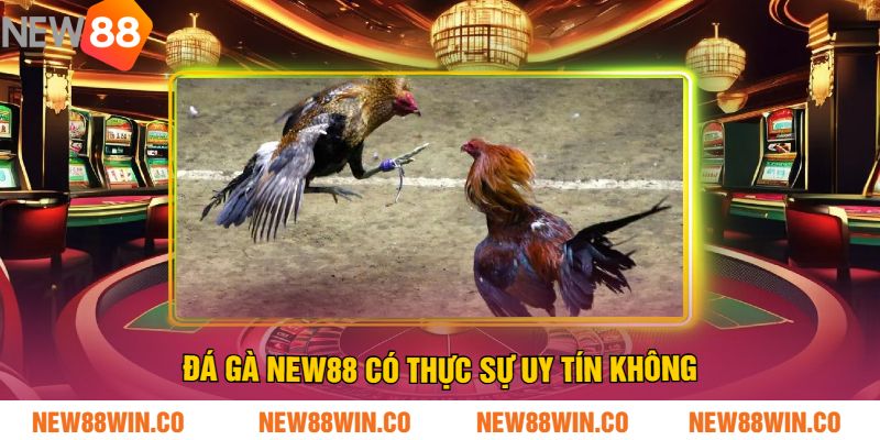 Đá Gà NEW88 có thực sự uy tín không